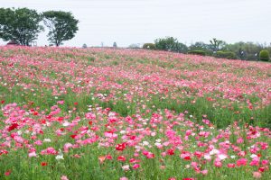 愛知牧場、ひなげし、ポピー、愛知県日進市の観光・撮影スポットの画像と写真