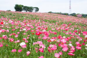 愛知牧場、ひなげし、ポピー、愛知県日進市の観光・撮影スポットの画像と写真