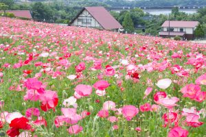 愛知牧場、ひなげし、ポピー、愛知県日進市の観光・撮影スポットの画像と写真