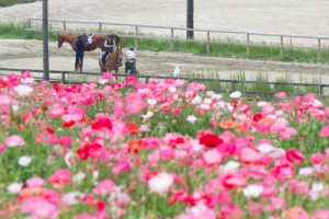愛知牧場、ひなげし、ポピー、愛知県日進市の観光・撮影スポットの画像と写真