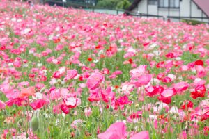 愛知牧場、ひなげし、ポピー、愛知県日進市の観光・撮影スポットの画像と写真