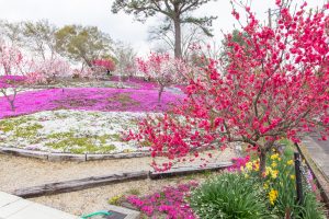 恵那峡の里、芝桜、花桃、岐阜県恵那市の観光・撮影スポットの画像と写真