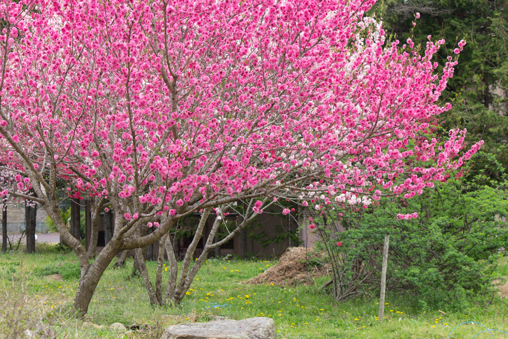 恵那峡の里、芝桜、花桃、岐阜県恵那市の観光・撮影スポットの画像と写真