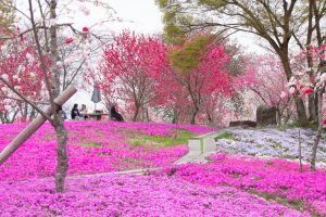 恵那峡の里、芝桜、花桃、岐阜県恵那市の観光・撮影スポットの画像と写真