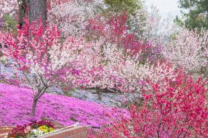 恵那峡の里、芝桜、花桃、岐阜県恵那市の観光・撮影スポットの画像と写真