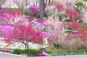 恵那峡の里、芝桜、花桃、岐阜県恵那市の観光・撮影スポットの画像と写真