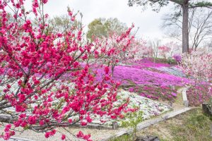恵那峡の里、芝桜、花桃、岐阜県恵那市の観光・撮影スポットの画像と写真