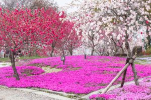 恵那峡の里、芝桜、花桃、岐阜県恵那市の観光・撮影スポットの画像と写真