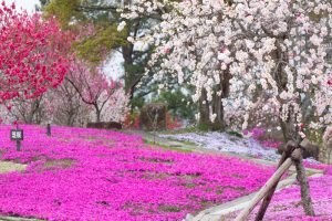 恵那峡の里、芝桜、花桃、岐阜県恵那市の観光・撮影スポットの画像と写真