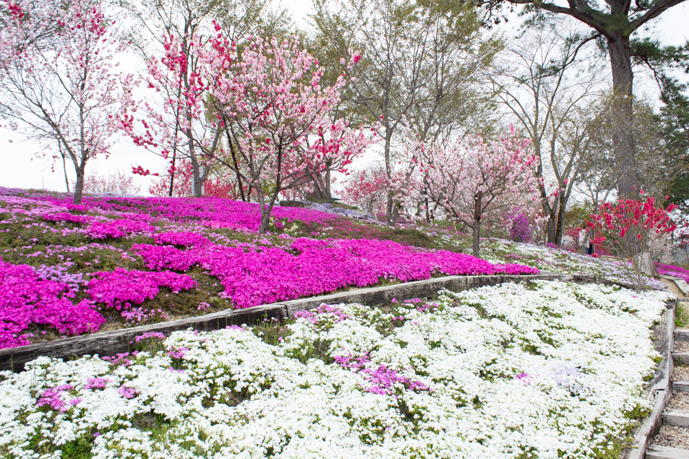 恵那峡の里、芝桜、花桃、岐阜県恵那市の観光・撮影スポットの画像と写真