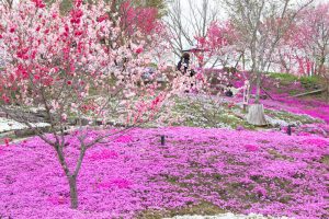 恵那峡の里、芝桜、花桃、岐阜県恵那市の観光・撮影スポットの画像と写真