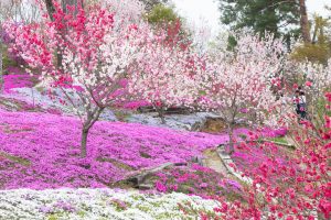 恵那峡の里、芝桜、花桃、岐阜県恵那市の観光・撮影スポットの画像と写真
