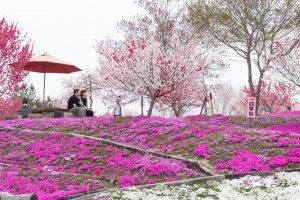 恵那峡の里、芝桜、花桃、岐阜県恵那市の観光・撮影スポットの画像と写真