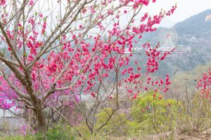 恵那峡の里、芝桜、花桃、岐阜県恵那市の観光・撮影スポットの画像と写真