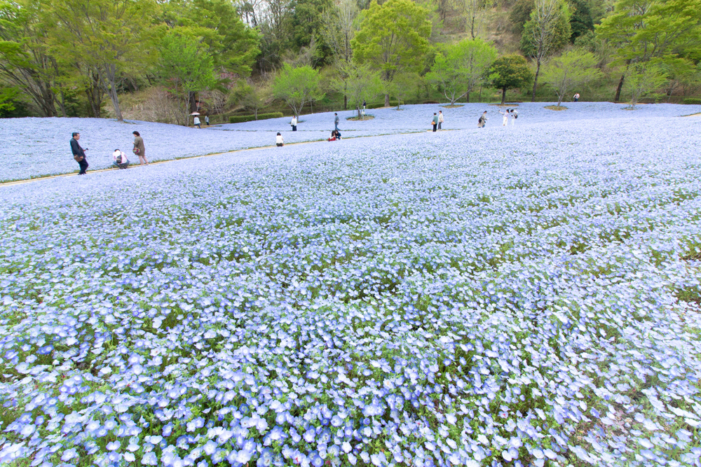 ぎふワールド・ローズガーデン、ネモフィラ、4月の春の花、岐阜県可児市の観光・撮影スポットの画像と写真
