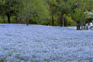 花フェスタ記念公園、ネモフィラ、4月の春の花、岐阜県可児市の観光・撮影スポットの画像と写真