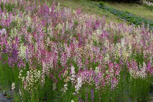 花フェスタ記念公園、4月の春の花、岐阜県可児市の観光・撮影スポットの画像と写真