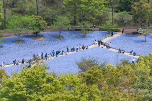 花フ花フェスタ記念公園、ネモフィラ、4月の春の花、岐阜県可児市の観光・撮影スポットの画像と写真