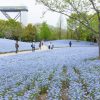 花フ花フェスタ記念公園、ネモフィラ、4月の春の花、岐阜県可児市の観光・撮影スポットの画像と写真