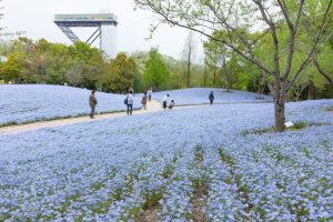 花フ花フェスタ記念公園、ネモフィラ、4月の春の花、岐阜県可児市の観光・撮影スポットの画像と写真