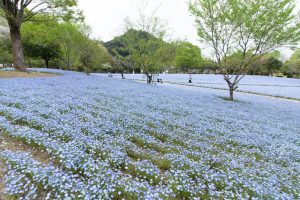 花フェスタ記念公園、ネモフィラ、4月の春の花、岐阜県可児市の観光・撮影スポットの画像と写真