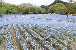 花フェスタ記念公園、ネモフィラ、4月の春の花、岐阜県可児市の観光・撮影スポットの画像と写真