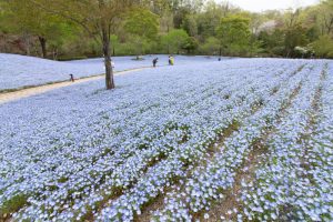 花フェスタ記念公園、ネモフィラ、4月の春の花、岐阜県可児市の観光・撮影スポットの画像と写真
