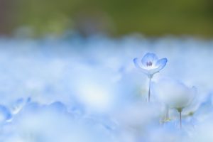 花フェスタ記念公園、ネモフィラ、4月の春の花、岐阜県可児市の観光・撮影スポットの画像と写真