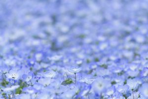 花フェスタ花フェスタ記念公園、ネモフィラ、4月の春の花、岐阜県可児市の観光・撮影スポットの画像と写真