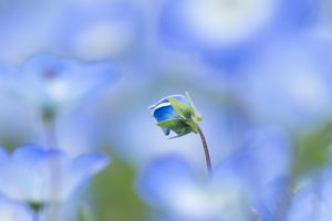 花フェスタ記念公園、ネモフィラ、4月の春の花、岐阜県可児市の観光・撮影スポットの画像と写真