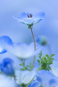 花フェスタ記念公園、ネモフィラ、4月の春の花、岐阜県可児市の観光・撮影スポットの画像と写真