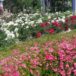 東山動植物園、バラ園、5月の夏の花、名古屋市千種区の観光・撮影スポットの画像と写真