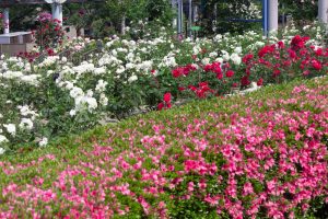 東山動植物園、バラ園、5月の夏の花、名古屋市千種区の観光・撮影スポットの画像と写真