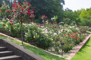 東山動植物園、バラ園、5月の夏の花、名古屋市千種区の観光・撮影スポットの画像と写真