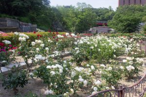 東山動植物園、バラ園、5月の夏の花、名古屋市千種区の観光・撮影スポットの画像と写真