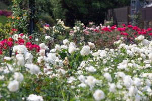 東山動植物園、バラ園、5月の夏の花、名古屋市千種区の観光・撮影スポットの画像と写真