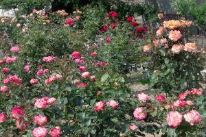 東山動植物園、バラ園、5月の夏の花、名古屋市千種区の観光・撮影スポットの画像と写真