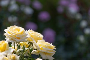 東山動植物園、バラ園、5月の夏の花、名古屋市千種区の観光・撮影スポットの画像と写真