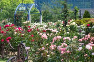 東山動植物園、バラ園、5月の夏の花、名古屋市千種区の観光・撮影スポットの画像と写真