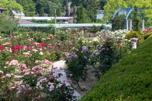東山動植物園、バラ園、5月の夏の花、名古屋市千種区の観光・撮影スポットの画像と写真