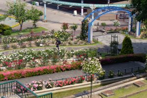 東山動植物園、バラ園、5月の夏の花、名古屋市千種区の観光・撮影スポットの画像と写真