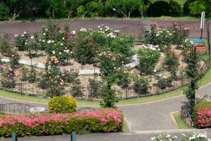 東山動植物園、バラ園、5月の夏の花、名古屋市千種区の観光・撮影スポットの画像と写真