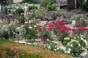 東山動植物園、バラ園、5月の夏の花、名古屋市千種区の観光・撮影スポットの画像と写真