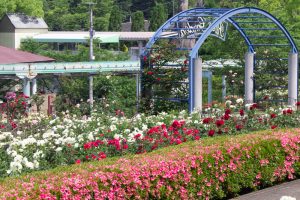 東山動植物園、バラ園、5月の夏の花、名古屋市千種区の観光・撮影スポットの画像と写真