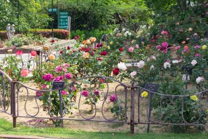 東山動植物園、バラ園、5月の夏の花、名古屋市千種区の観光・撮影スポットの画像と写真