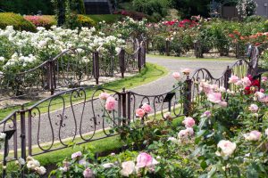 東山動植物園、バラ園、5月の夏の花、名古屋市千種区の観光・撮影スポットの画像と写真