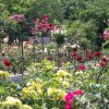 東山動植物園、バラ園、5月の夏の花、名古屋市千種区の観光・撮影スポットの画像と写真