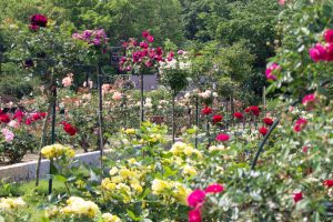 東山動植物園、バラ園、5月の夏の花、名古屋市千種区の観光・撮影スポットの画像と写真