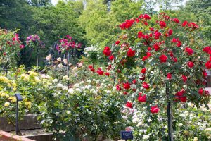 東山動植物園、バラ園、5月の夏の花、名古屋市千種区の観光・撮影スポットの画像と写真