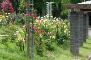 稲沢公園、バラ、5月の夏の花、愛知県稲沢市の観光・撮影スポットの画像と写真